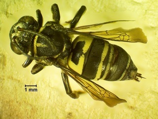 Triepeolus simplex, female6