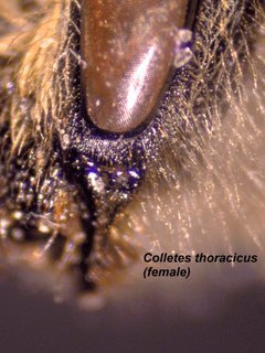 Colletes thoracicus, female, faceside