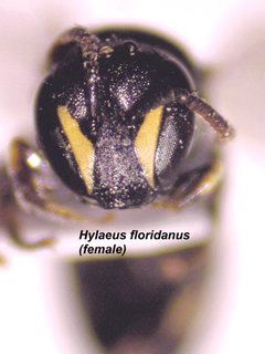 Hylaeus floridanus, female, face2