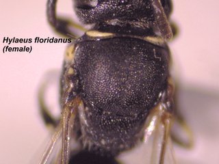 Hylaeus floridanus, female, scutm