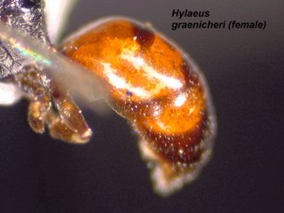 Hylaeus graenicheri, female, abd side