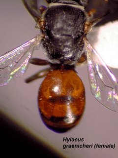Hylaeus graenicheri, female, abd top