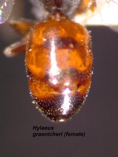 Hylaeus graenicheri, female, abd top close