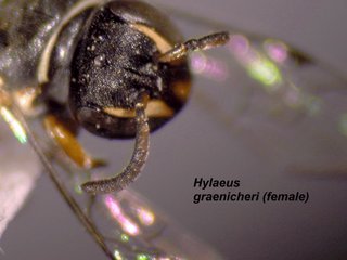 Hylaeus graenicheri, female, antenna