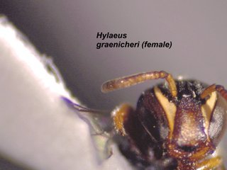 Hylaeus graenicheri, female, antenna below