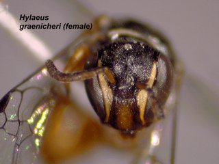 Hylaeus graenicheri, female, face
