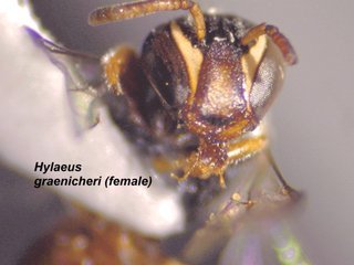 Hylaeus graenicheri, female, mandibles2
