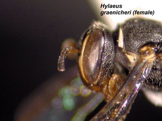 Hylaeus graenicheri, female, side