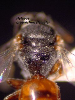 Hylaeus graenicheri, female, thorax
