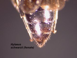 Hylaeus schwarzii, female, abd top