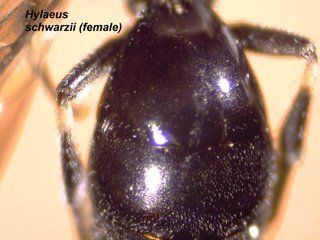 Hylaeus schwarzii, female, abd top close