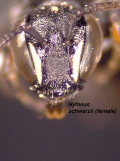 Hylaeus schwarzii, female, face