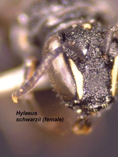 Hylaeus schwarzii, female, face2