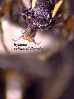 Hylaeus schwarzii, female, mandibles