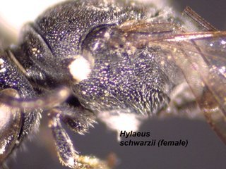 Hylaeus schwarzii, female, side