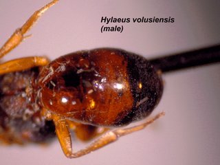 Hylaeus volusiensis, male, abd1