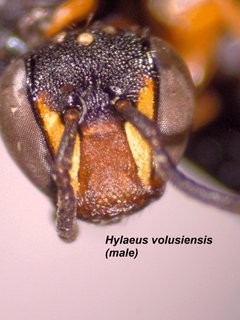 Hylaeus volusiensis, male, face1