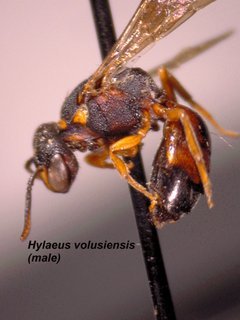 Hylaeus volusiensis, male, side