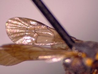 Hylaeus volusiensis, male, wing