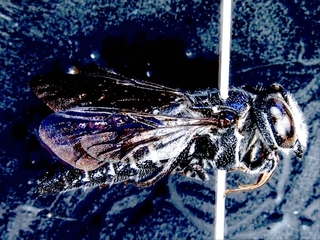 Coelioxys dolichos, Male, Side view