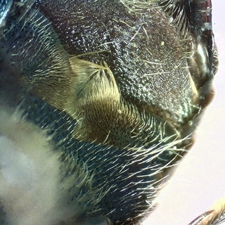 Osmia atriventris, Male 155923 S3 hairs
