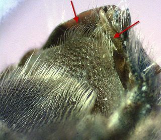 Osmia atriventris, Male 155923 S4 hairs