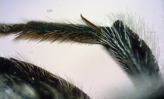Osmia collinsiae, Male 155918 hind leg spurs