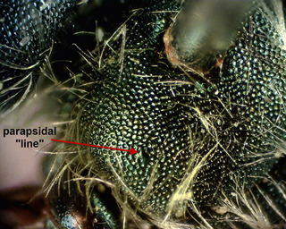 Osmia collinsiae, Male 155918 parapsidal line