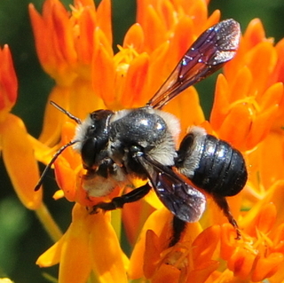 Megachile xylocopoides