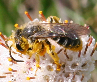 Andrena krigiana, side