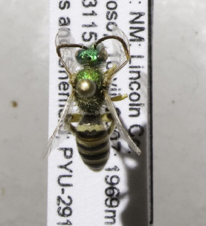 Agapostemon angelicus, Barcode of Life Data System