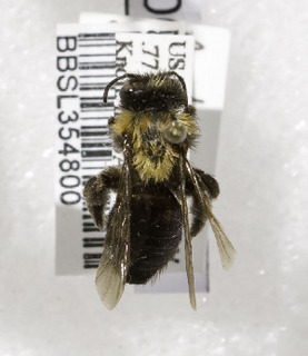 Andrena lupinorum, Barcode of Life Data Systems