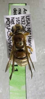 Andrena mellea, Barcode in Life Data Systems