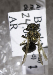 Andrena nigrihirta, Barcode of Life Data Systems