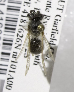Andrena striatifrons, Barcode of Life Data Systems