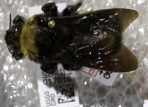 Bombus auricomus, Barcode of Life Data Systems