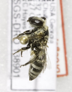 Colletes mitchelli, Barcode of Life Data Systems