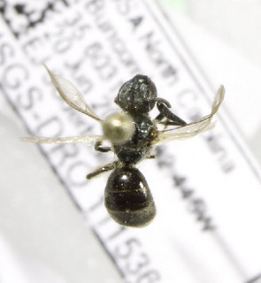Lasioglossum zophops, Barcode of Life Data Systems