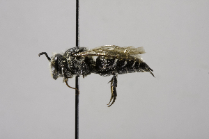 Coelioxys porterae, Barcode of Life Data Systems