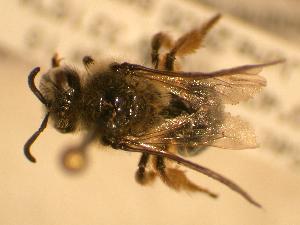 Colletes hyalinus, Barcode of Life Data Systems