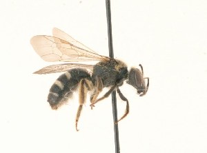 Halictus parallelus, Barcode of Life Data Systems