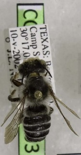 Megachile dakotensis, Barcode of Life Data Systems