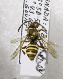 Nomada luteoloides, Barcode of Life Data Systems