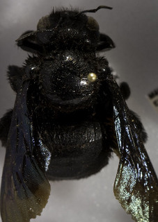 Xylocopa mexicanorum, Barcode of Life Data Systems