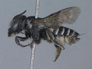 Megachile apicalis, Barcode of Life Data Systems