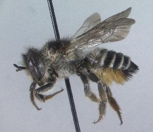 Megachile nivalis, Barcode of Life Data Systems