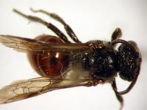 Sphecodes dichrous, Barcode of Life Data Systems