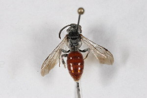 Sphecodes ranunculi, Barcode of Life Data Systems