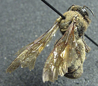 Dieunomia heteropoda, female, top right