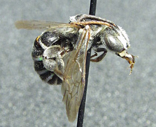 Nomia maneei, male, side